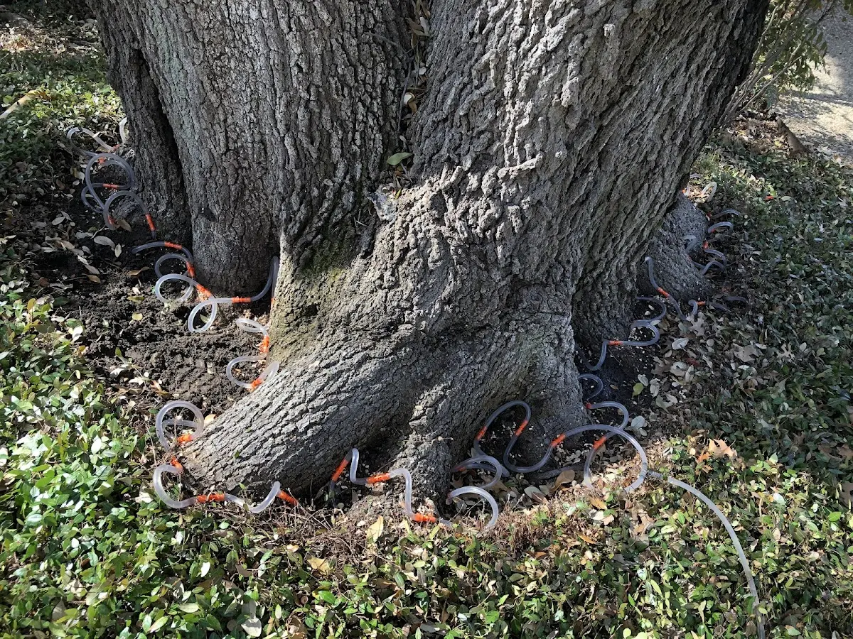 Detailed Tree Cabling and Bracing job site in Touchet