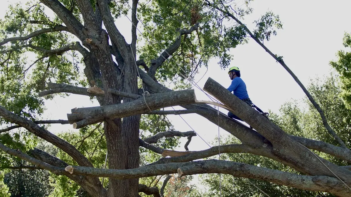 Professional Crown Thinning performed by certified arborists in Touchet